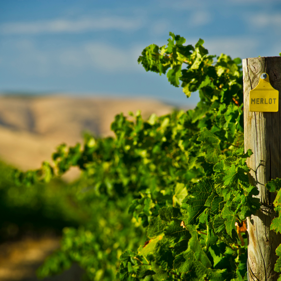 Descubra a Arte da Harmonização: Dicas para Apreciar um Vinho Merlot