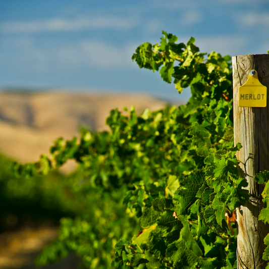 Descubra a Arte da Harmonização: Dicas para Apreciar um Vinho Merlot